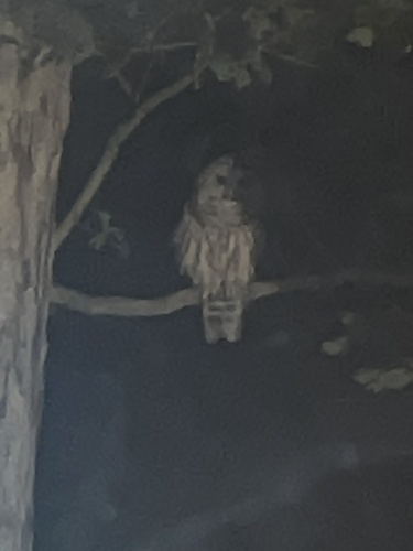 Barred Owl photographed in North Carolina