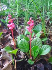 Pyrola asarifolia incarnata