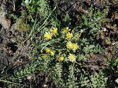 Arctotheca prostrata