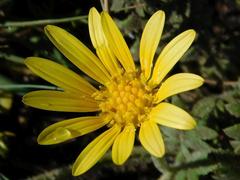 Arctotheca prostrata