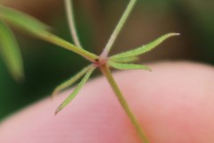 Galium divaricatum