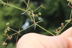 Galium divaricatum