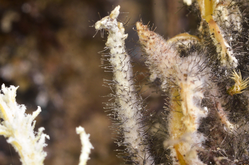 Syspastospora parasitica