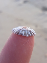 Siphonaria denticulata