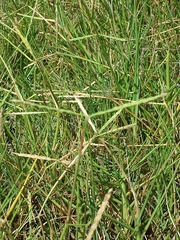 Paspalum vaginatum
