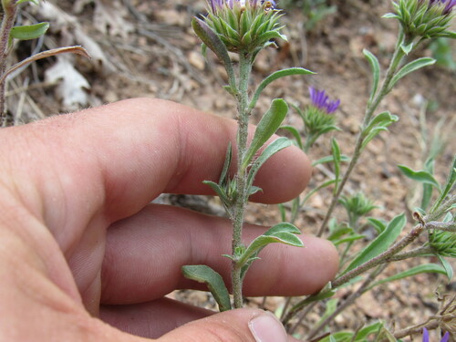 Image of Townsendia eximia by (c) Anders Hastings, some rights reserved (CC BY)