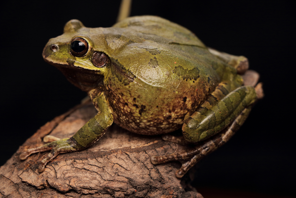 Mexican Treefrog