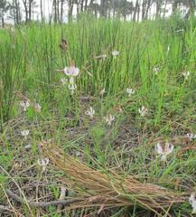 False Shamrock (Dilanthes)