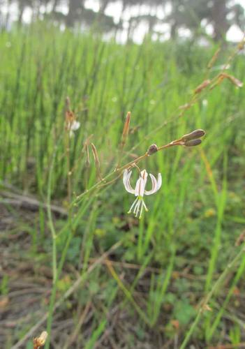 Trachyandra revoluta