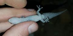 Pachydactylus affinis