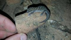 Pachydactylus affinis