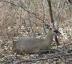 Oreotragus oreotragus transvaalensis
