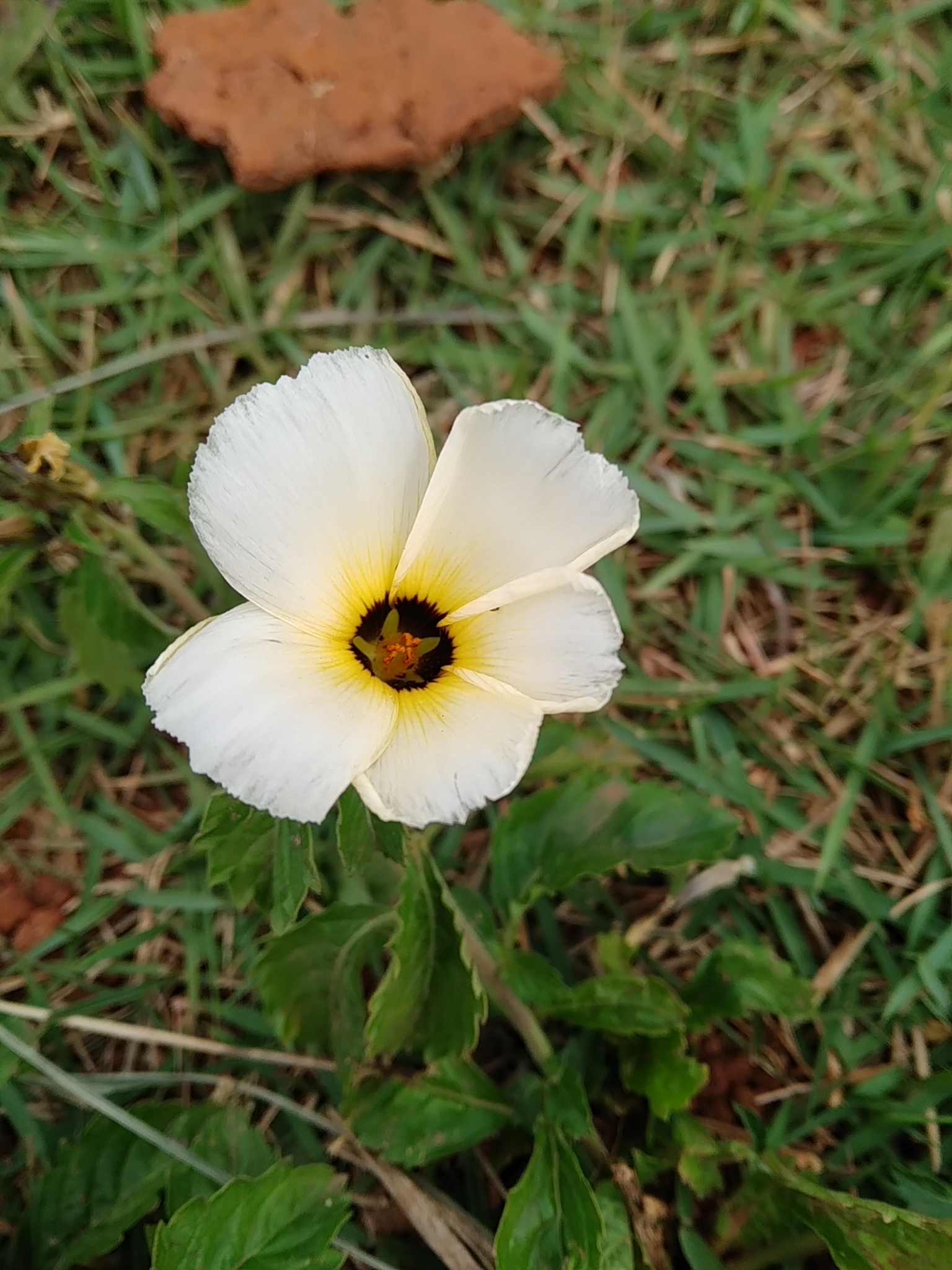 Turnera subulata