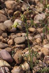 Albuca viscosa