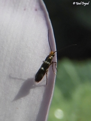 Micropterix elegans