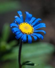 Felicia bergeriana