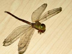 Gynacantha usambarica