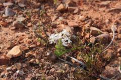 Lapeirousia pyramidalis pyramidalis