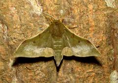 Plegapteryx anomalus