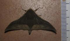 Plegapteryx anomalus