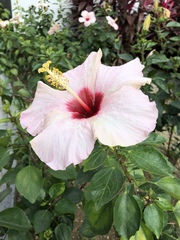 Hibiscus rosa-sinensis