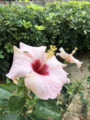Hibiscus rosa-sinensis