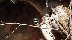 Batis capensis capensis