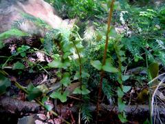 Blechnum australe australe