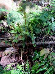 Blechnum australe australe