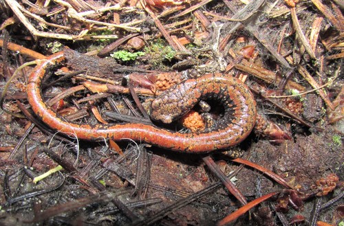 Oregon Slender Salamander