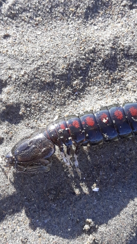 Heterosquilla tricarinata