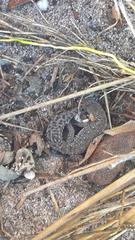 Pachydactylus geitje