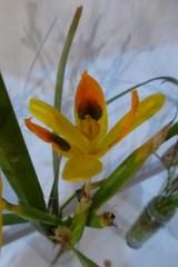 Moraea elegans