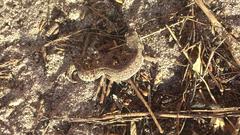 Pachydactylus geitje