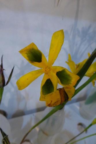 Moraea elegans