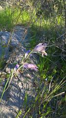Gladiolus carinatus