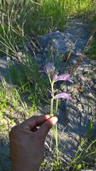 Gladiolus carinatus