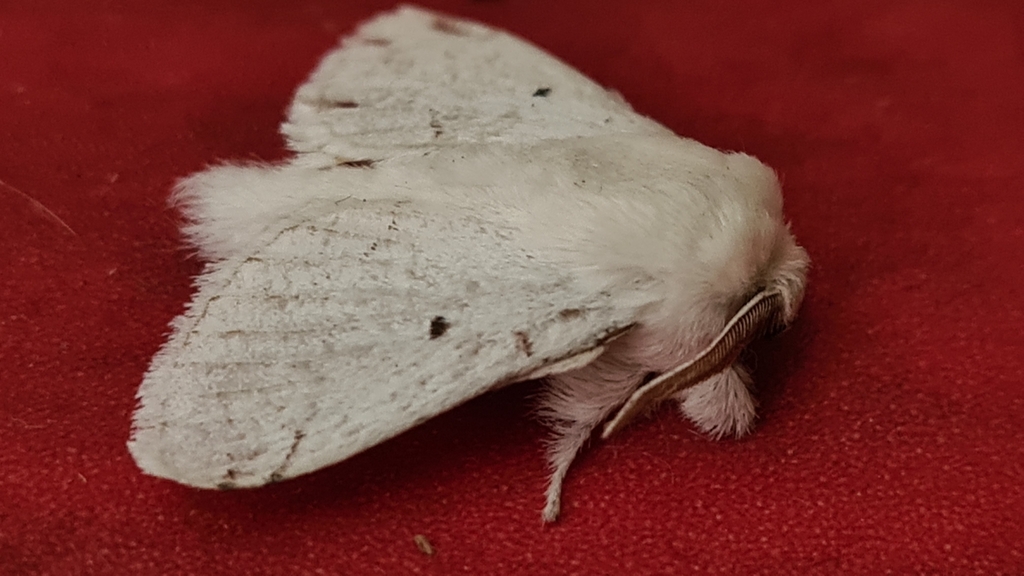 Macromphalia purissima