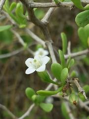 Lycium mascarenense