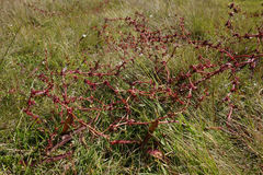 Rumex flexuosus