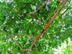 Albizia adianthifolia adianthifolia