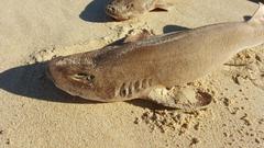 Haploblepharus fuscus