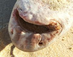 Haploblepharus fuscus