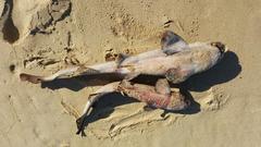 Haploblepharus fuscus