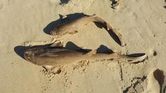 Haploblepharus fuscus