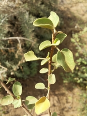 Solanum toliaraea image
