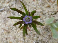 Wahlenbergia hispidula