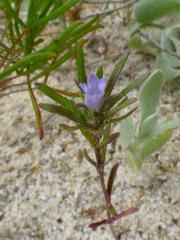 Wahlenbergia hispidula