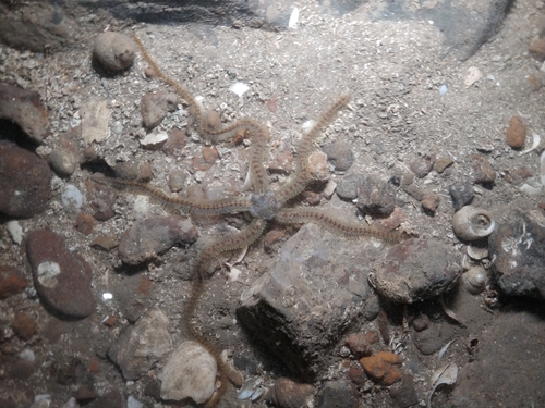 Ophiotrichidae