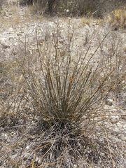 Plumbago aphylla image